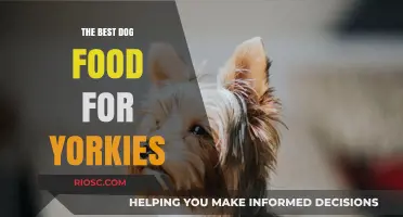 Nutritious and Delicious: Top Dog Food Picks for Your Yorkshire Terrier