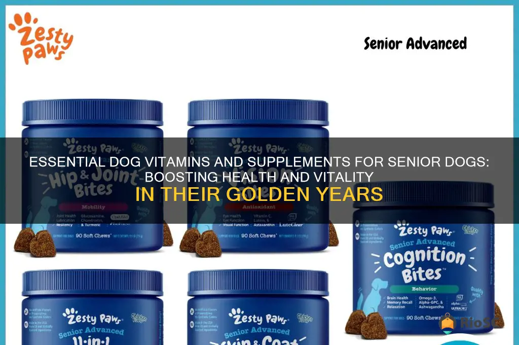 the best dog vitamins and supplements senior