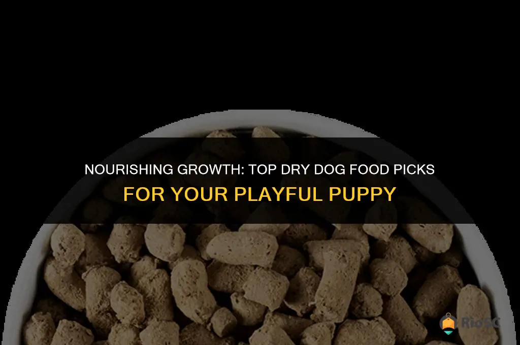 the best dry dog food for puppies