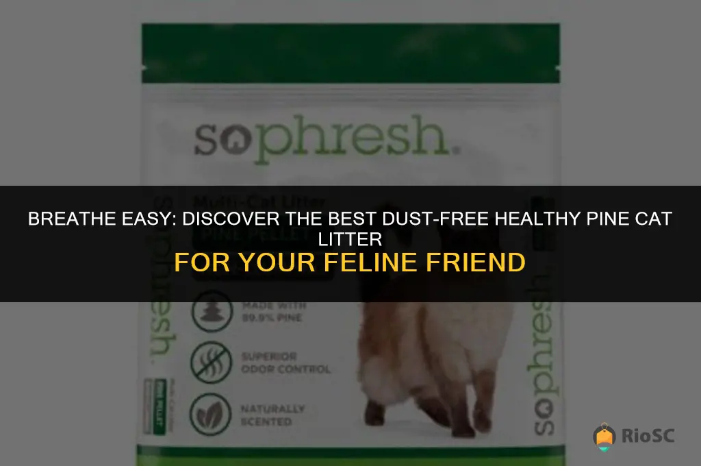 the best dust free healthy pine cat litter