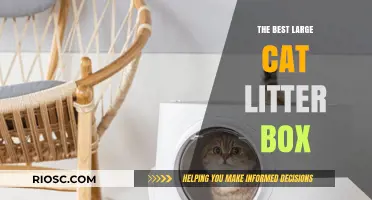 Top Picks for the Best Large Cat Litter Box: Spacious Solutions for Happy Cats