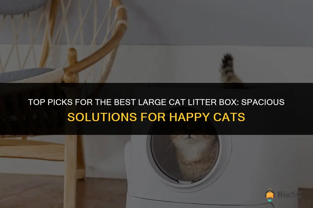 the best large cat litter box