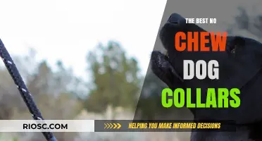 Top-Rated No Chew Dog Collars: Protect Your Pet and Preserve Their Collars