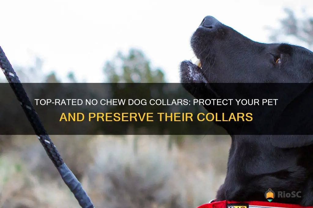 the best no chew dog collars