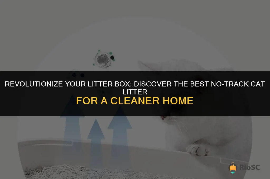 the best no track cat litter