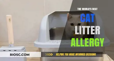 Revolutionary Hypoallergenic Cat Litter: The Ultimate Solution for Allergy Sufferers