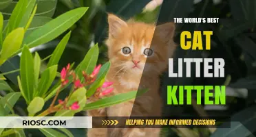Purr-fect Beginnings: Discover the World's Best Cat Litter for Your Kitten