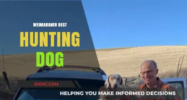 Why the Weimaraner Reigns Supreme as the Ultimate Hunting Companion