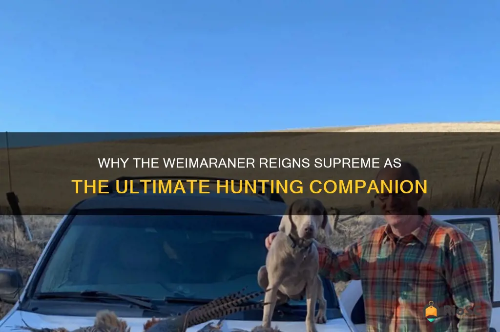 weimaraner best hunting dog