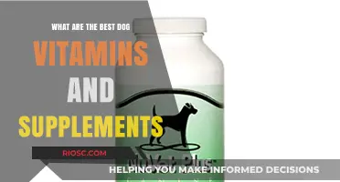 Essential Dog Vitamins and Supplements: Boosting Your Pet's Health and Vitality
