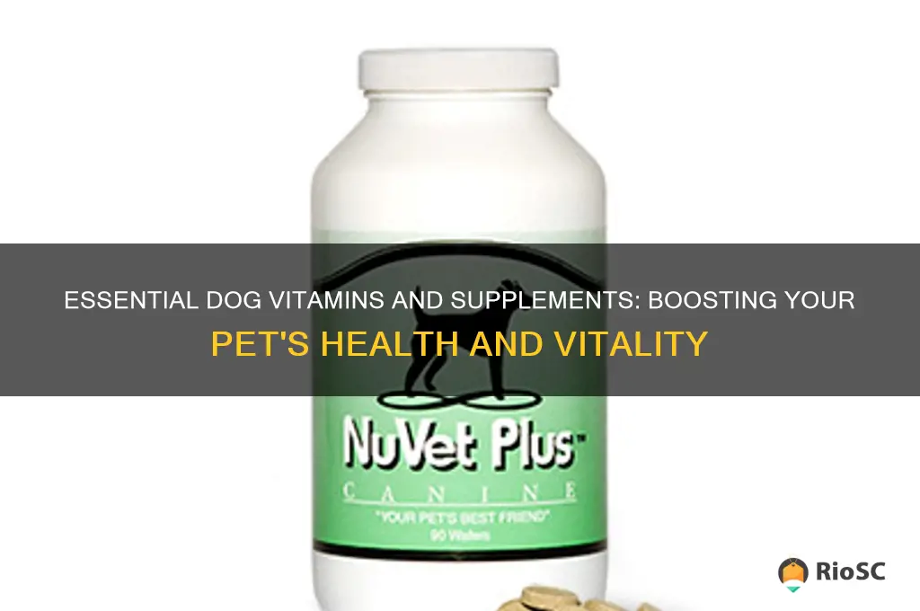 what are the best dog vitamins and supplements