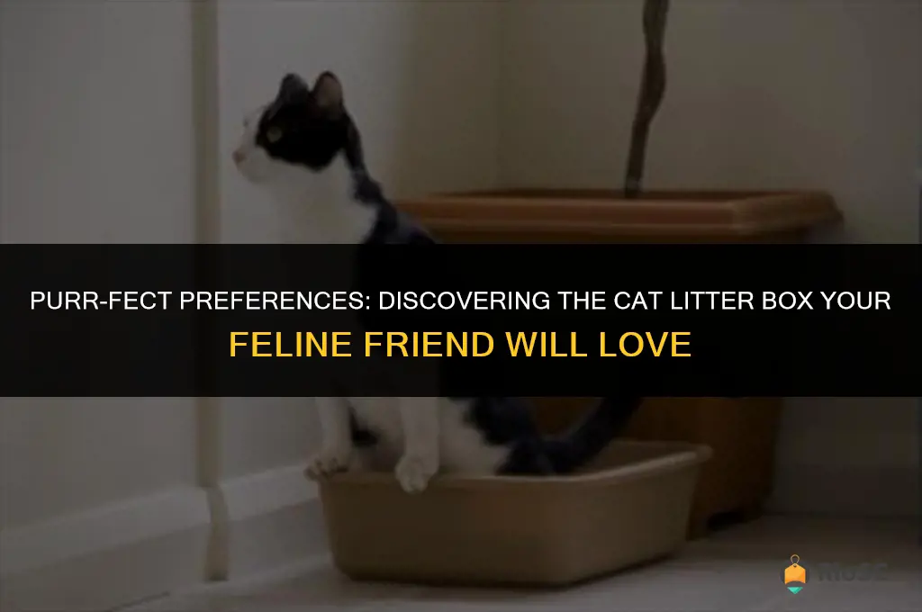 what cat litter box do cats like best