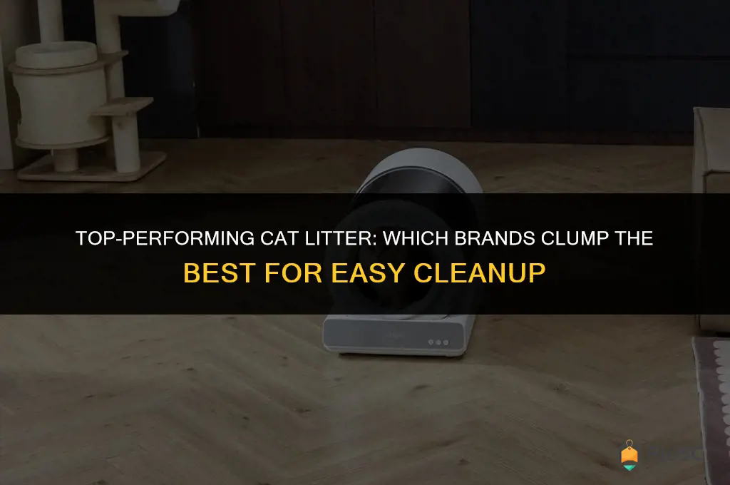 what cat litter clumps the best