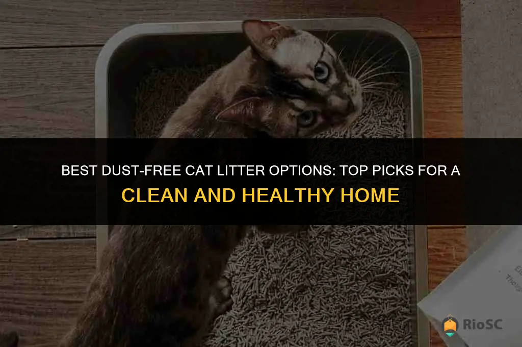 what cat litter is best for dust control