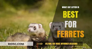 Choosing the Right Cat Litter for Ferrets: Safe and Effective Options for Your Furry Friends