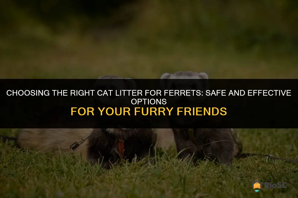 what cat litter is best for ferrets
