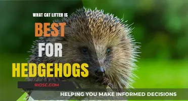 Choosing the Right Cat Litter for Your Hedgehog: Safe and Comfortable Options