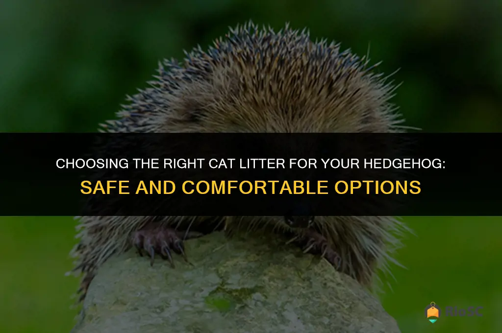 what cat litter is best for hedgehogs