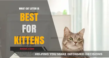 Choosing the Best Cat Litter for Kittens: Safety, Comfort, and Ease for Your Little Feline