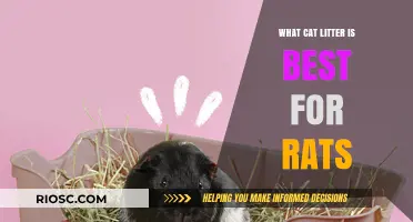 Choosing the Right Cat Litter for Rats: Safe and Comfortable Options for Your Pet