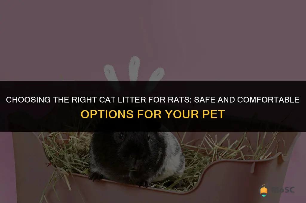 what cat litter is best for rats