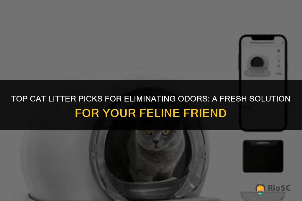 what cat litter is best for smell