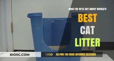 What Do Vets Say About World's Best Cat Litter? Expert Opinions and Recommendations