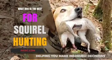 Top Breeds for Squirrel Hunting: Which Dog is Your Perfect Companion?