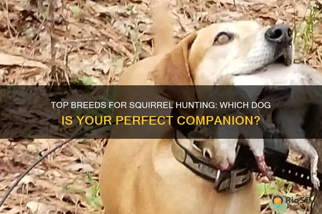 what dog is the best for squirel hunting