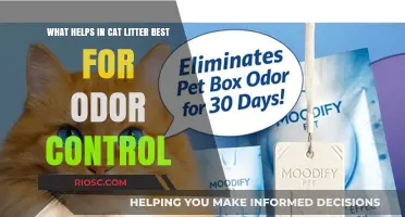 Effective Odor Control: Top Cat Litter Solutions for a Fresh-Smelling Home