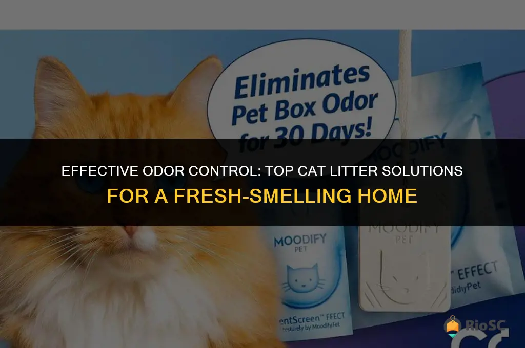 what helps in cat litter best for odor control