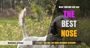 The Ultimate Scent Tracker: Which Hunting Dog Has the Best Nose?