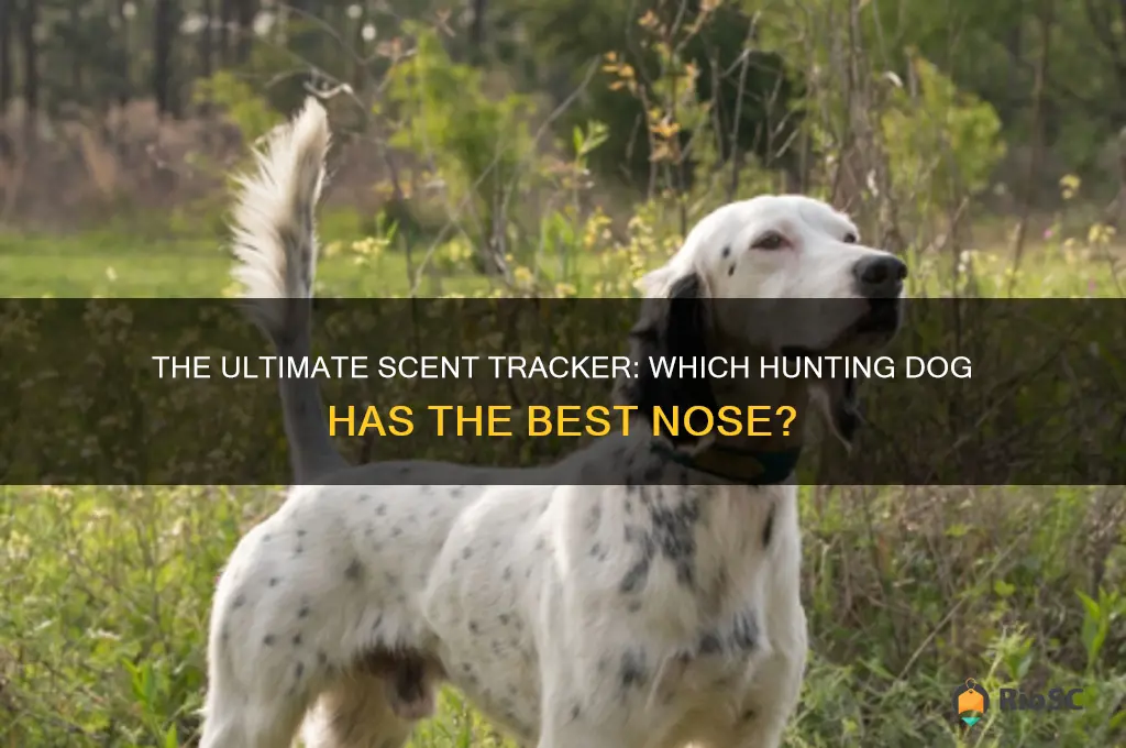 what hunting dog has the best nose