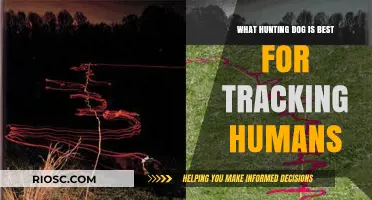 Top Hunting Dogs for Human Tracking: Breeds, Skills, and Training Essentials