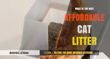 Budget-Friendly Feline Care: Discover the Best Affordable Cat Litter Options