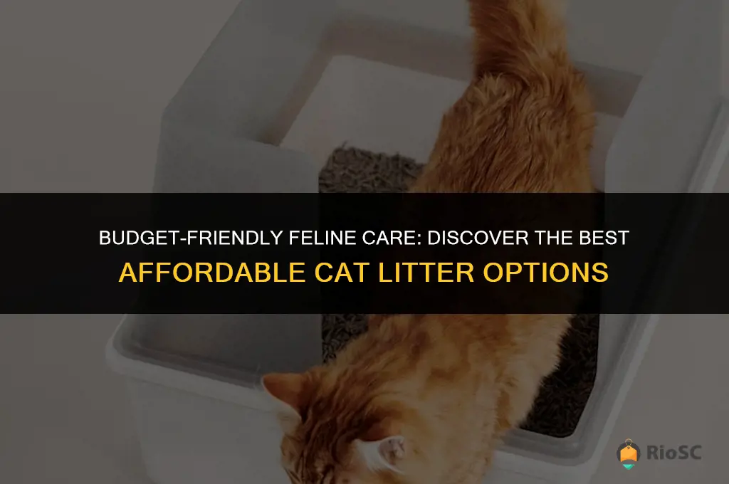 what is the best affordable cat litter