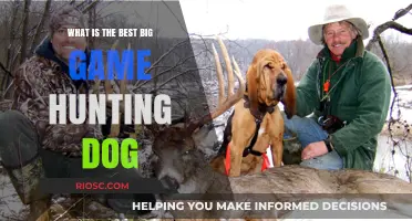 Top Breeds for Big Game Hunting: Choosing the Best Dog for Your Next Adventure