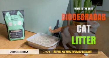 Eco-Friendly Feline Care: Discovering the Best Biodegradable Cat Litter for Your Home