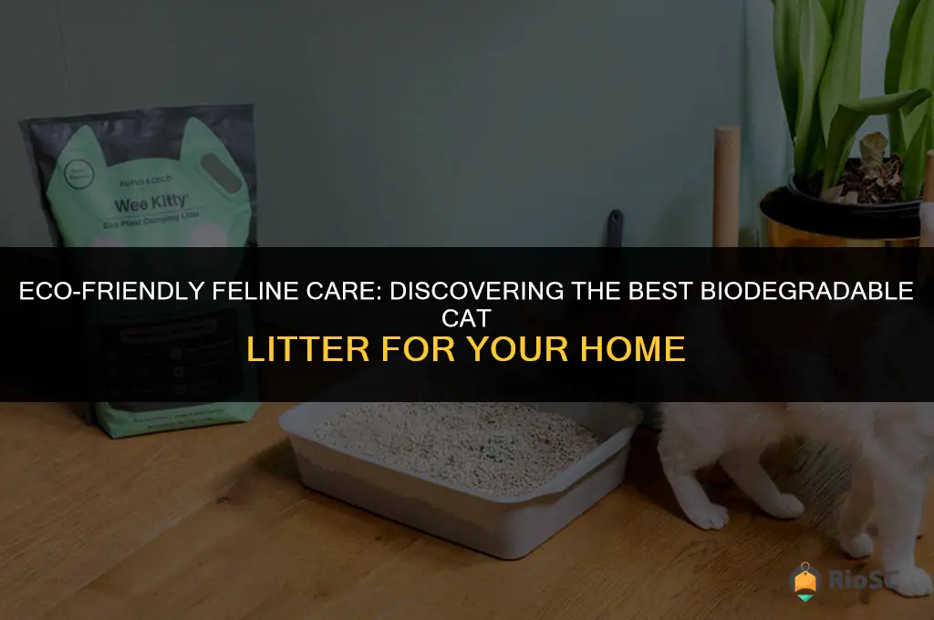 what is the best biodegradable cat litter
