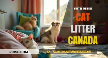 Top Picks for the Best Cat Litter in Canada: A Comprehensive Guide for Pet Owners