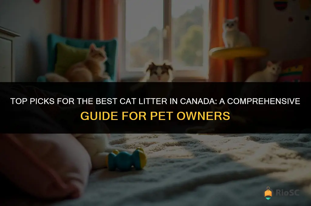 what is the best cat litter canada