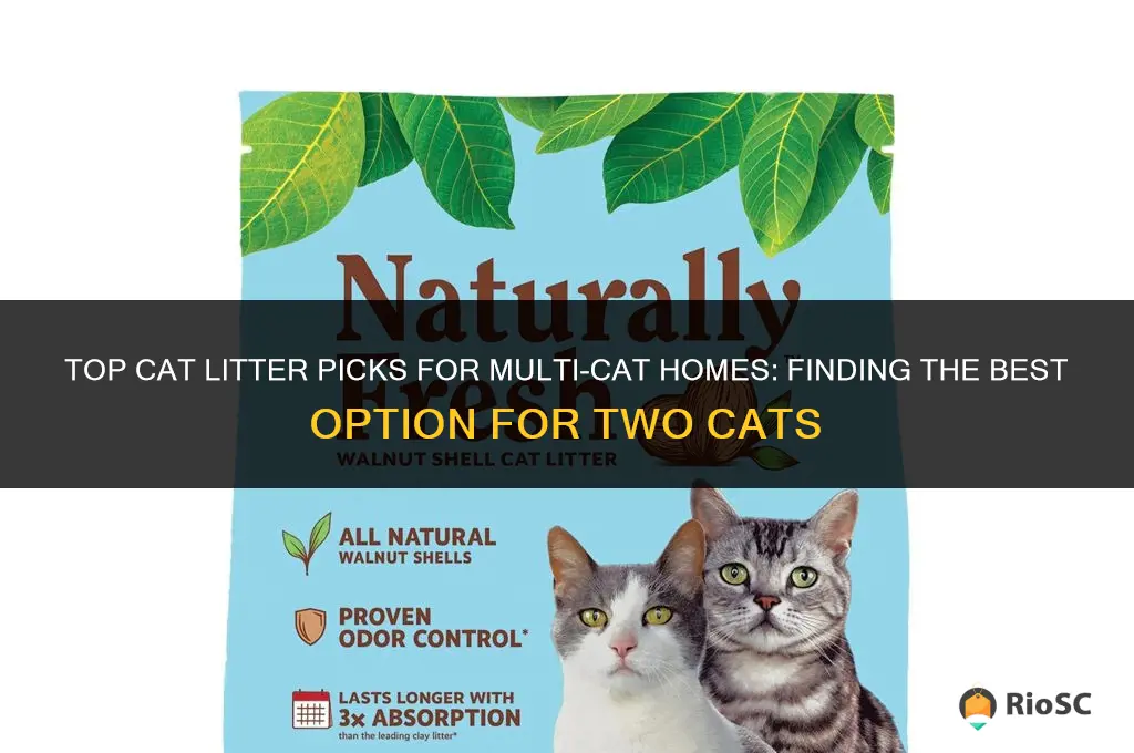 what is the best cat litter for 2 cats