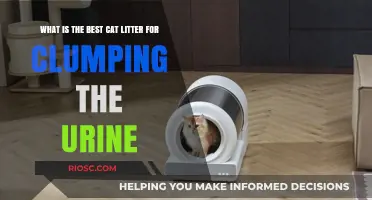 Top Clumping Cat Litter Options for Effective Urine Absorption and Odor Control
