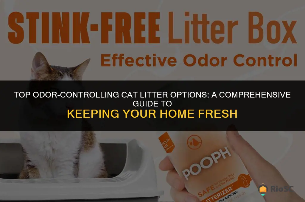 what is the best cat litter for controling oder