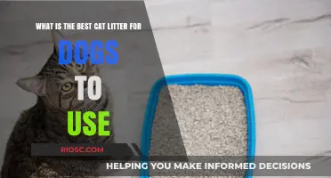 Can Dogs Use Cat Litter? Finding the Best Cat Litter Options for Canine Companions