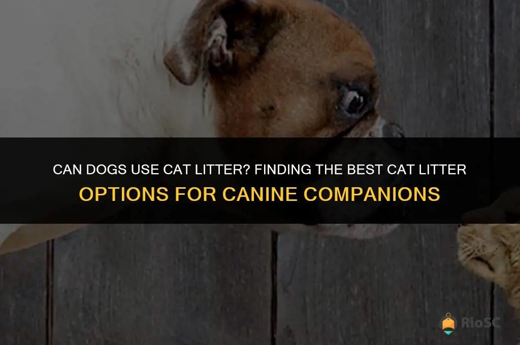 what is the best cat litter for dogs to use