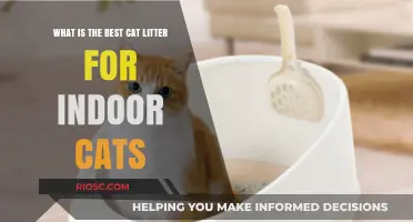 Choosing the Perfect Cat Litter: Top Options for Indoor Cats and Their Owners