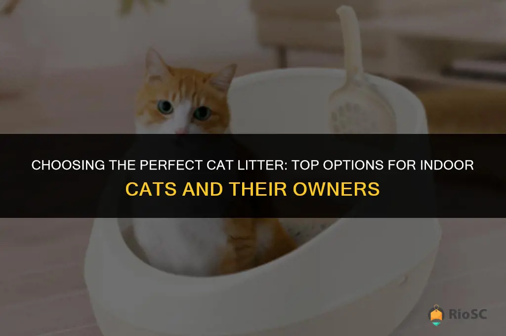 what is the best cat litter for indoor cats
