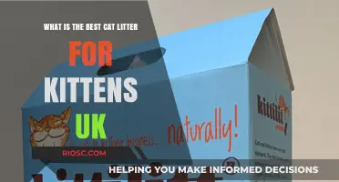 Top UK Cat Litter Picks for Kittens: Safety, Comfort, and Easy Cleaning