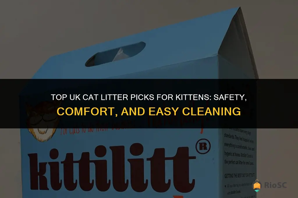 what is the best cat litter for kittens uk